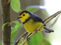 A10A1334Collared_Redstart