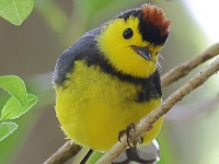 A10A1337Collared_Redstart