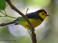 A10A1356Collared_Redstart