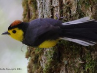 A10A1361Collared_Redstart