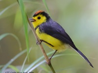 A10A1400Collared_Redstart