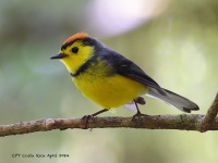 A10A1402Collared_Redstart