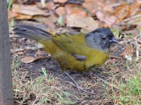 A10A1410Large-footed_Finch