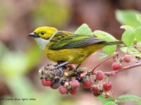 A10A1471Sliver-throated_Tanager