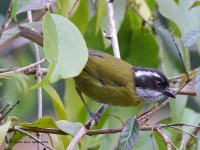 A10A1477Sooty-capped_Chlorospingus