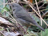 A10A1490Slaty_Flowerpiercer