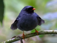 A10A1527Black-faced_Solitaire