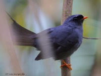 A10A1530Black-faced_Solitaire