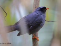 A10A1531Black-faced_Solitaire