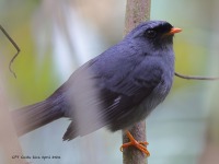 A10A1533Black-faced_Solitaire