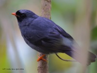 A10A1536Black-faced_Solitaire