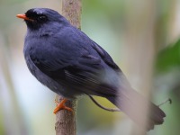 A10A1538Black-faced_Solitaire
