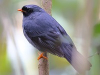 A10A1541Black-faced_Solitaire