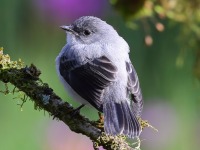 A10A1557Torrent_Tyrannulet