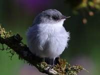 A10A1565Torrent_Tyrannulet