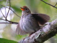 A10A1570Ruddy-capped_Nightingale-Thrush