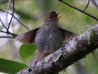 A10A1572Ruddy-capped_Nightingale-thrush