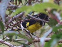 A10A1581Yellow-bellied_Siskin