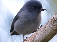 A10A1594Slaty-Flowerpiercer