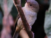 A10A1618Slaty-Flowerpiercer