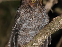 A10A1717Bare-shanked_Screech_Owl