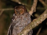 A10A1722Bare-shanked_Screech_Owl