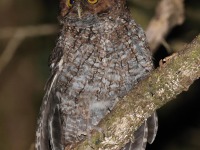 A10A1723Bare-shanked_Screech_Owl