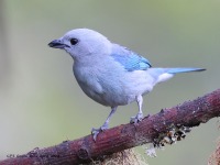 A10A1752Blue-grey_Tanager