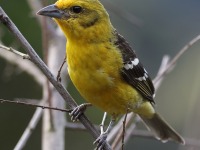 A10A1776Flame-colored_Tanager