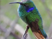 A10A1788Lesser_Violetear