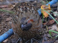 A10A1855Spotted_Wood-Quail