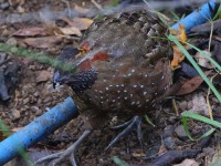A10A1886Spotted_Wood-Quail