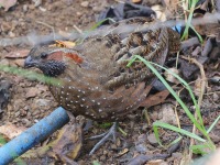 A10A1916Spotted_Wood-Quail