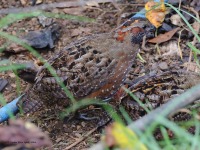 A10A1934Spotted_Wood-Quail