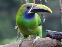 A10A1945Northern_Emerald_Toucanet