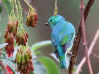 A10A2017Golden-browed_Chlorophonia