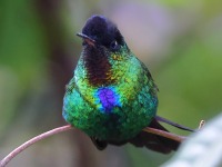 A10A2023Firey-throated_Hummingbird