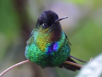 A10A2026Firey-throated_Hummingbird