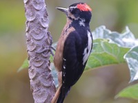 A10A2074Hairy_Woodpecker