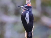 A10A2082Hairy_Woodpecker