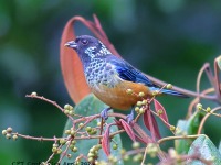 A10A7778Spangle-cheeked_Tanager