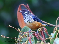 A10A7779Spangle-cheeked_Tanager