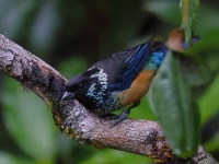 A10A7806Spangle-cheeked_Tanager