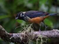 A10A7819Spangle-cheeked_Tanager