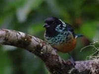 A10A7835Spangle-cheeked_Tanager