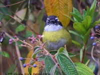 A10A7870Sooty-capped_Chlorospingus