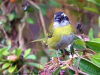 A10A7883Sooty-capped_Chlorospingus