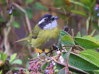 A10A7890Sooty-capped_Chlorospingus