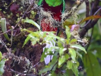 A10A7944Resplendent_Quetzal