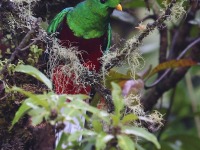 A10A7966Resplendent_Quetzal